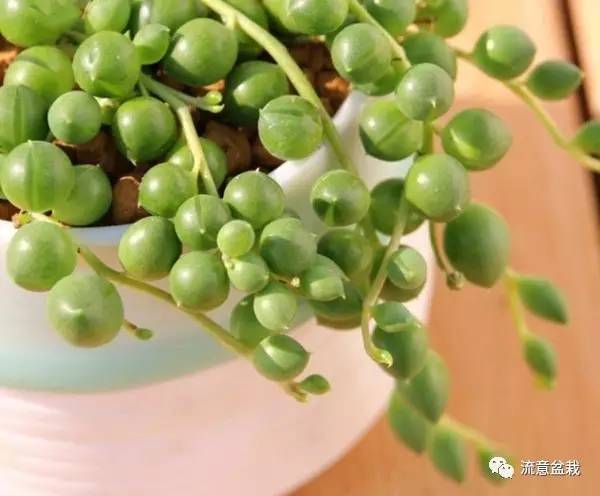 佛珠吊兰怎么养才能爆盆,佛珠吊兰用什么盆养比较好
