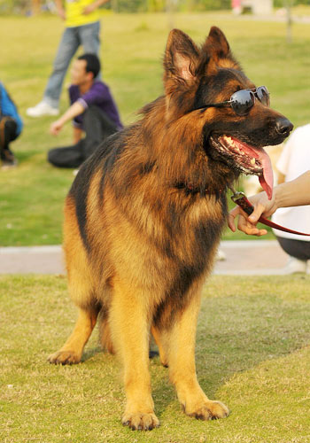 狗狗健康饮食,狗狗健康养狗常识宠物保健