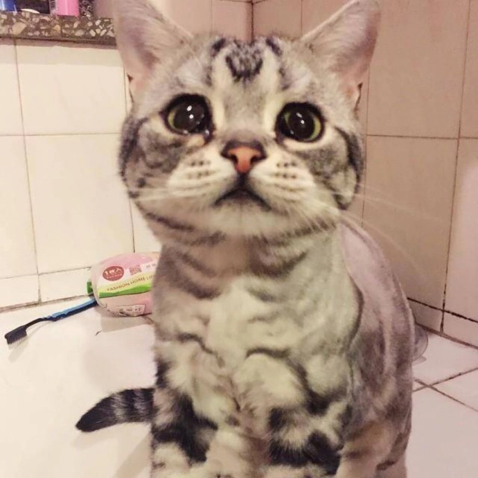 激萌小猫咪,萌到哭的小猫咪