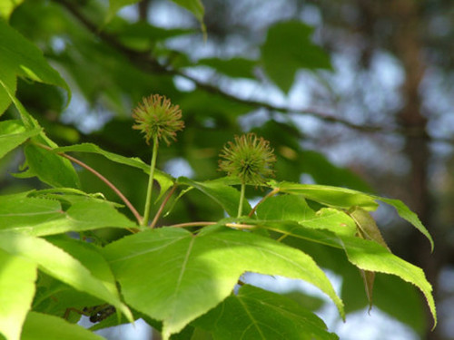 农村少见到的稀奇物品,农村不起眼的土特产