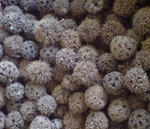 农村少见到的稀奇物品,农村不起眼的土特产