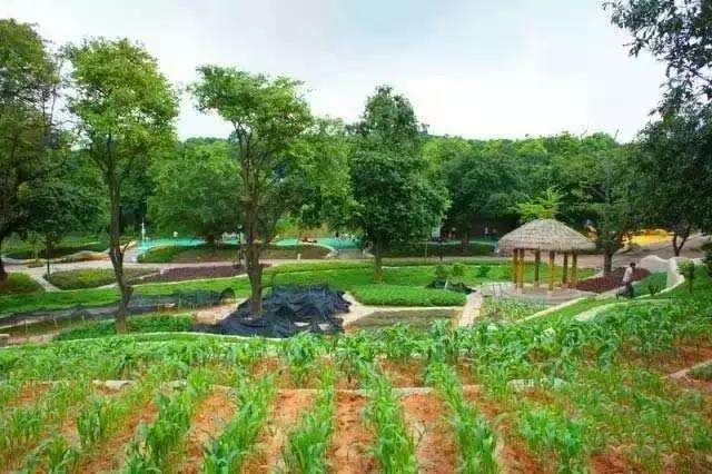 不知道带小孩去哪里玩,广州哪些公园适合带孩子去玩