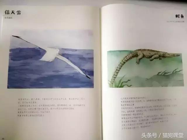 在动物园如何给孩子科普动物知识,7-12岁儿童动物世界科普