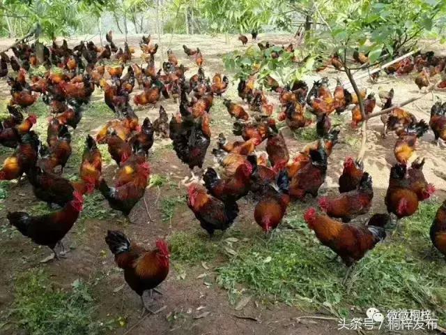 马上有个“捉鸡活动”，你来不？！