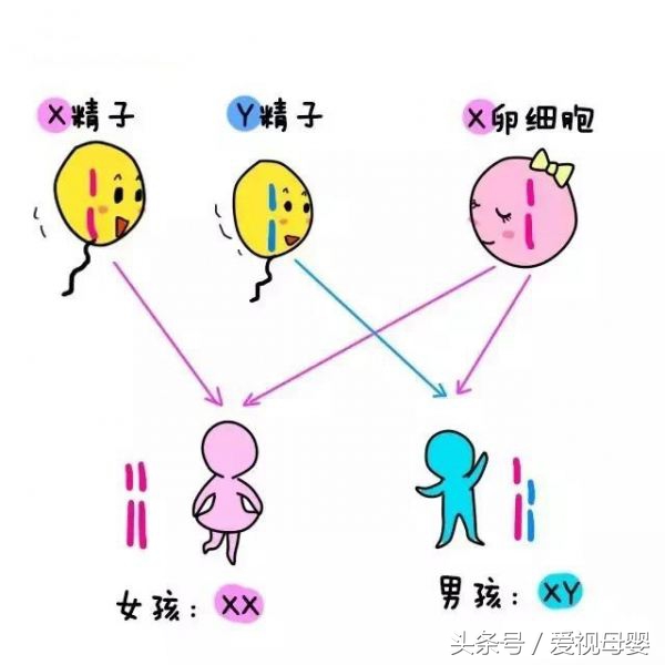 生男生女可以自己决定吗在线阅读,生男生女真的能自己决定吗