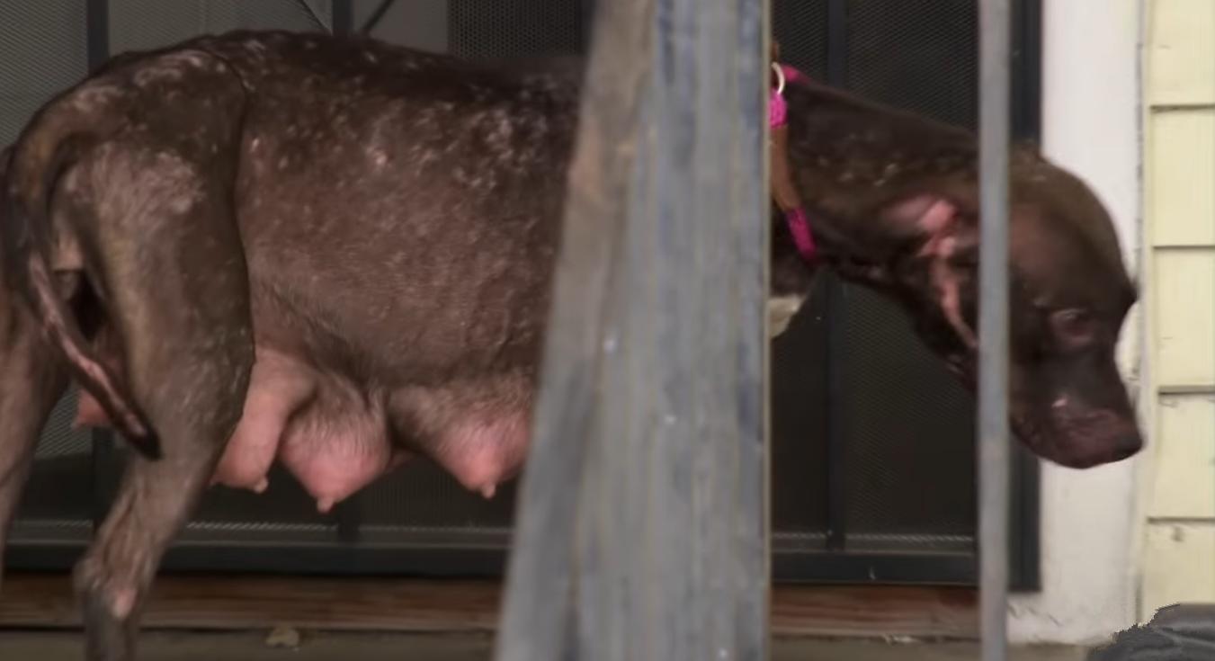 涨奶的小狗,涨奶狗