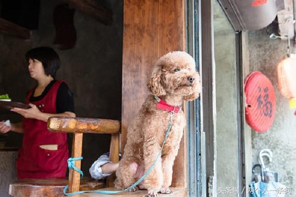 女子带狗狗到餐厅吃饭警方通报,女子带着泰迪到餐厅吃饭