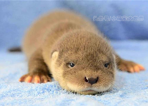 盘点那些超可爱的动物幼崽,十大最萌国宝级动物