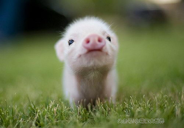 盘点那些超可爱的动物幼崽,十大最萌国宝级动物