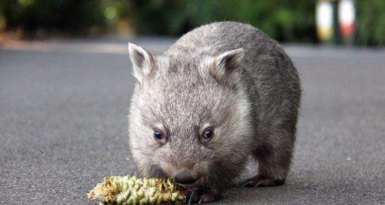 盘点那些超可爱的动物幼崽,十大最萌国宝级动物