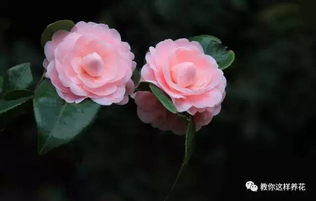 中国国花有什么样的品质,中国国花有什么品质