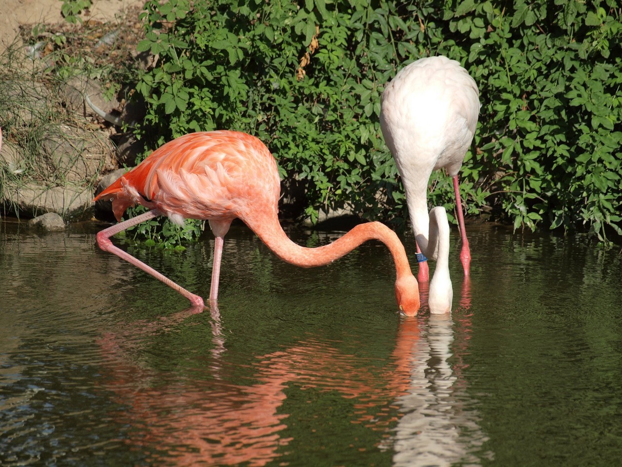 火烈鸟会掉色吗,火烈鸟掉色