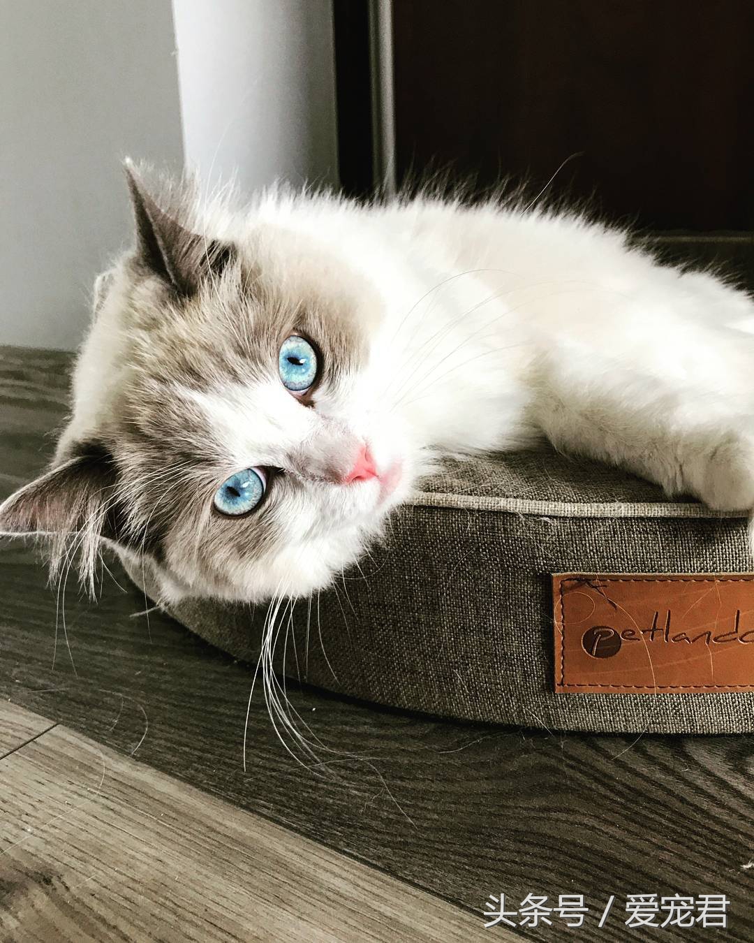 猫咪郁闷可吃什么药,怎么纠正猫咪玩耍喜欢伸爪子