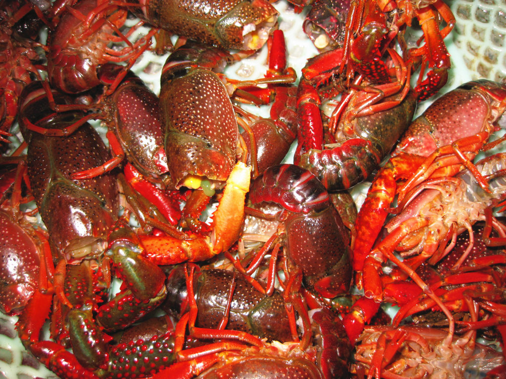 潜江五七小李子油焖大虾总店,湖北人的油焖大虾