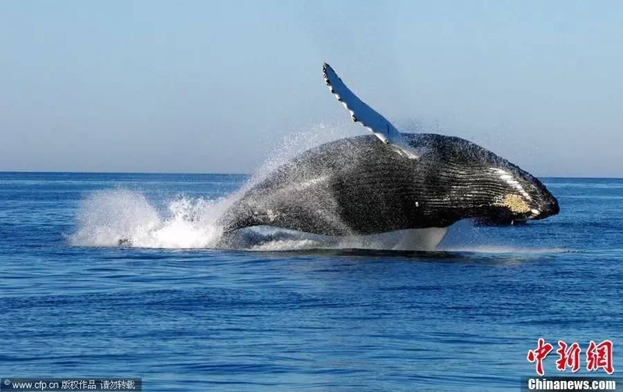 黑天鹅与灰犀牛的含义,黑天鹅和灰犀牛经济学