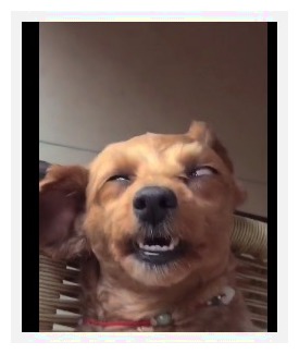 狗狗睡觉吓醒主人,狗狗睡觉主人摸它会低吼