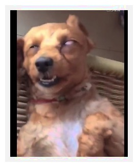 狗狗睡觉吓醒主人,狗狗睡觉主人摸它会低吼