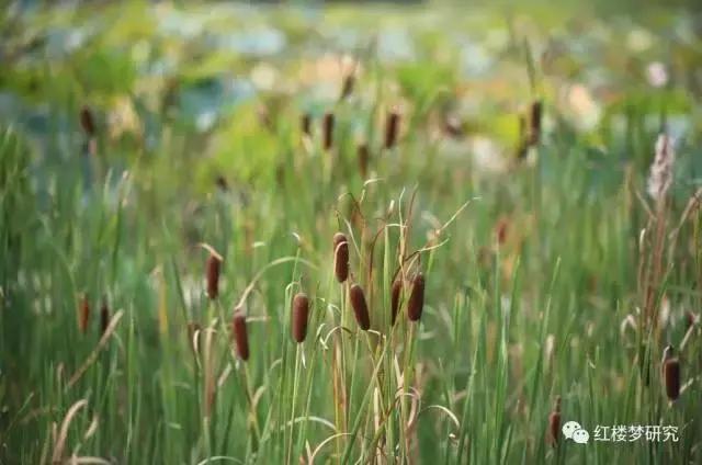 红楼梦中草木是什么意思,红楼梦植物代表什么