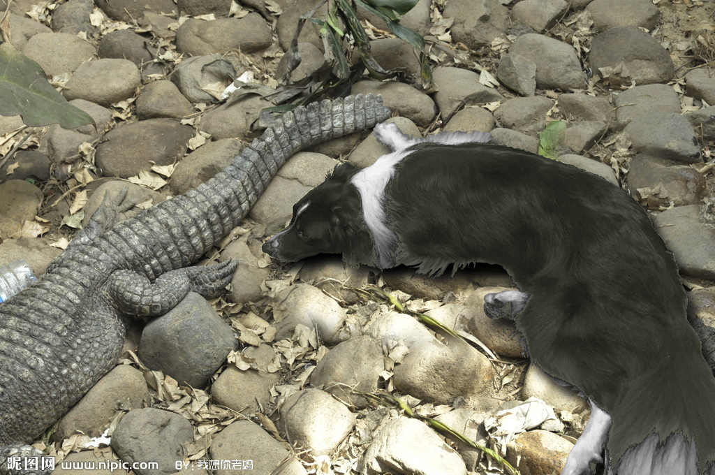 送养的狗狗被退回来,送养的狗狗被退回来了