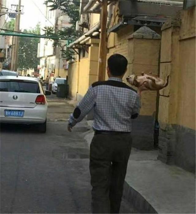 出门遛狗狗不拉屎怎么办,遛狗狗狗不愿意回家