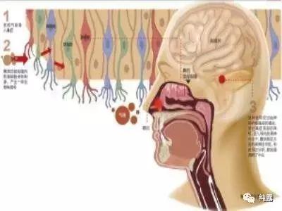 伊帕尔汗玫瑰纯露气味,洋甘菊纯露气味难闻正常吗