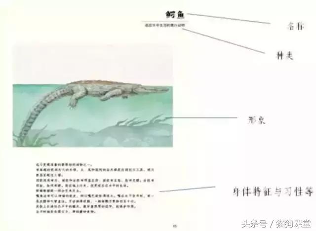 在动物园如何给孩子科普动物知识,7-12岁儿童动物世界科普