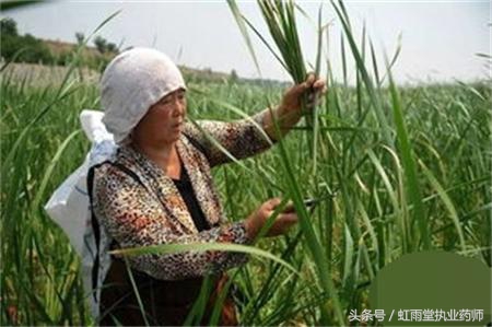 每日一味中药蒲黄,类似生蒲黄的中药