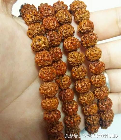 小金刚菩提清理到什么程度,小金刚菩提下水怎么清理