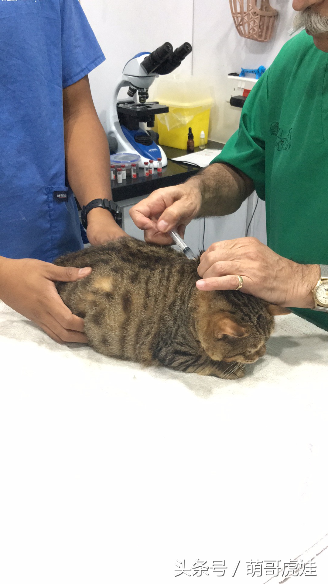 主人带大型犬狗去打针,给家里十几只猫打疫苗