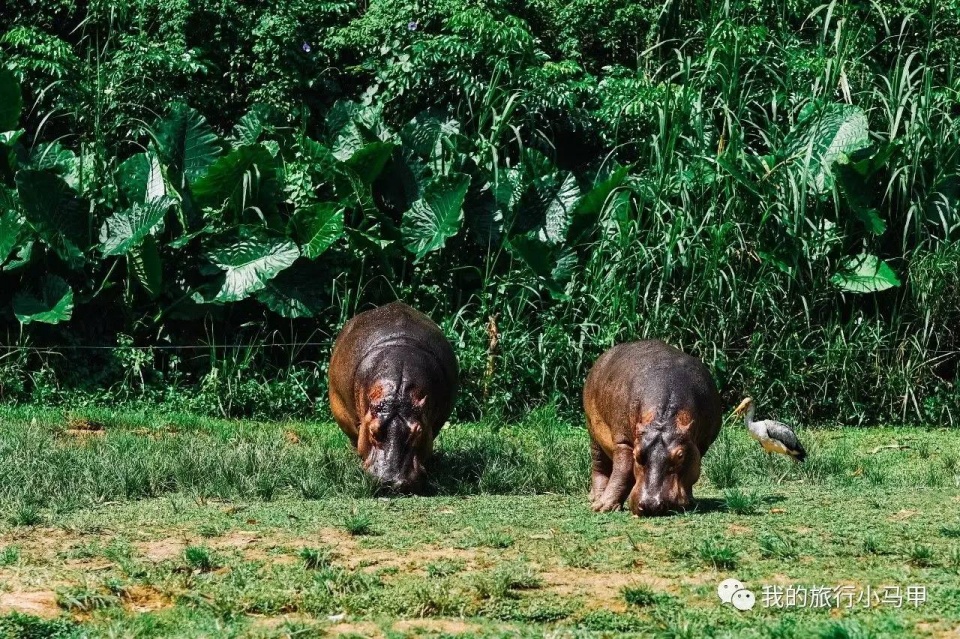 珠海长隆野生动物园旅游攻略,广州长隆自驾游旅游攻略