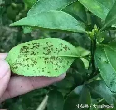 柑橘脂点黄斑病防治技巧,柑橘顽固性脂点黄斑病怎样根除