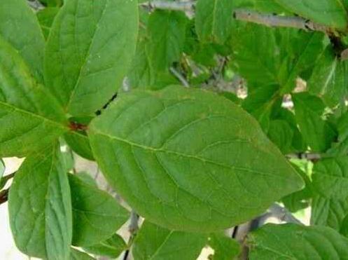 保护胃粘膜根除幽门螺旋杆菌 (怎么杀幽门螺旋杆菌治胃病)