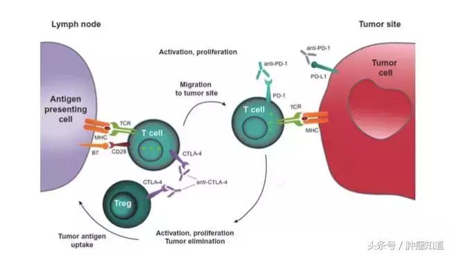 pd-1是什么制剂 (pd-1与pd-l的区别)