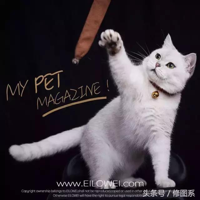 修图师会用哪些修图软件,修图师都用ps么