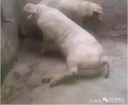猪跛足是什么原因怎么治疗,猪跛脚用药