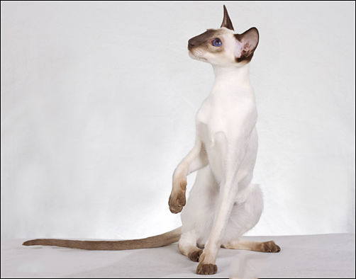 每日一猫暹罗猫,猫界保姆暹罗猫