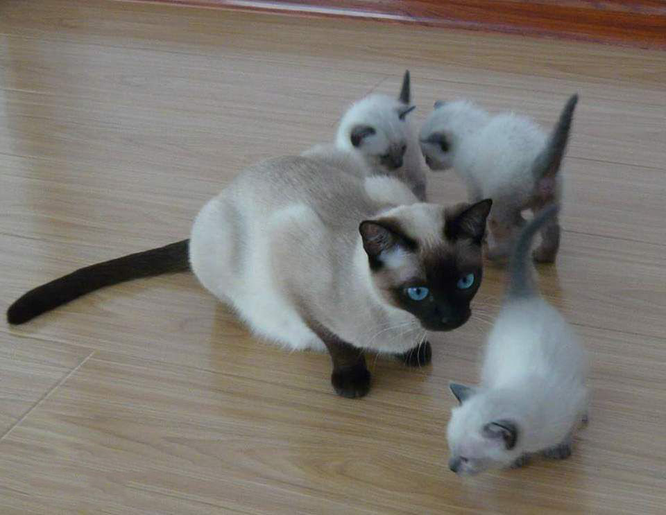 每日一猫暹罗猫,猫界保姆暹罗猫