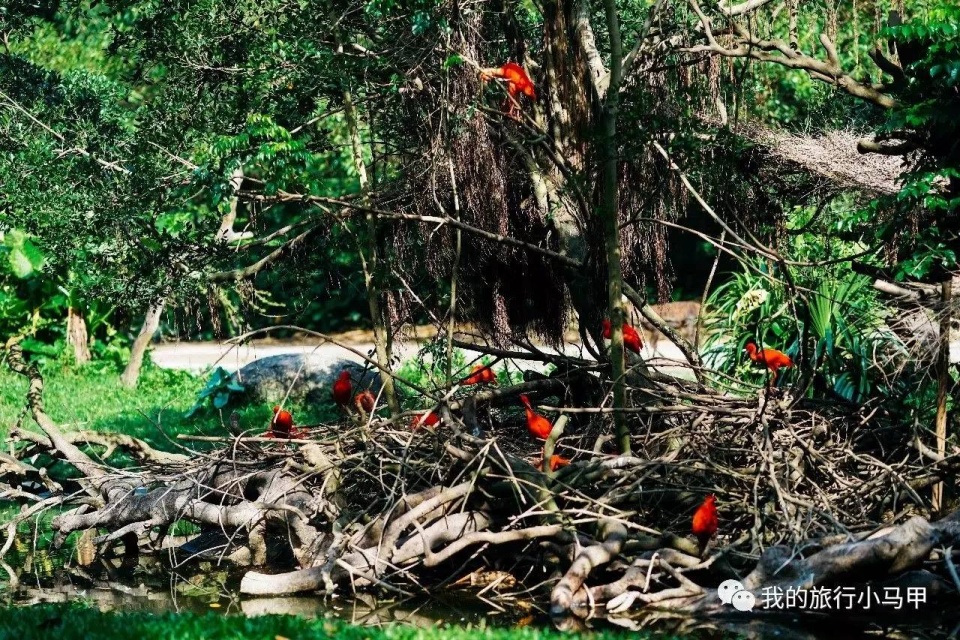 珠海长隆野生动物园旅游攻略,广州长隆自驾游旅游攻略