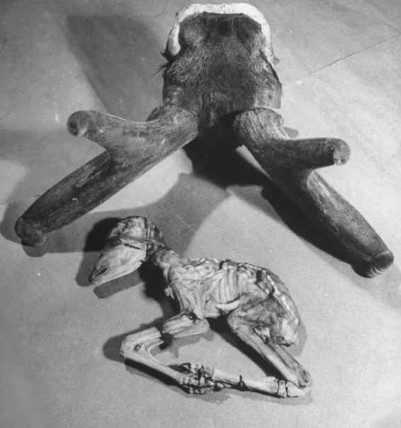 民国时期中药店，敢养这个动物，药店老板胆子太大了！