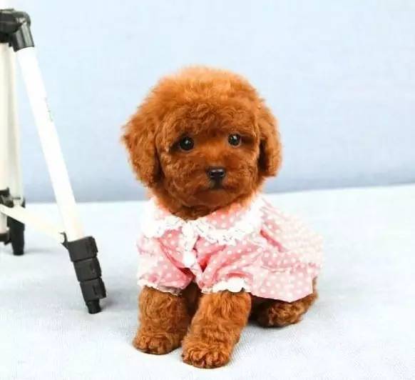 含有虾青素的狗粮幼犬,适合贵宾补钙的狗粮