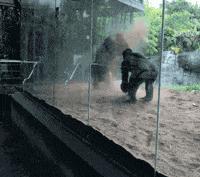 背上纹蝎子,身上纹蝎子一年后图片