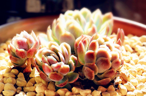 多肉植物需要怎么处理,多肉植物有枯叶怎么办