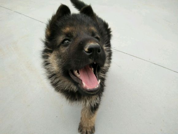 一只德牧从出生到长大的变化,平背短毛德牧幼犬1-12个月变化图