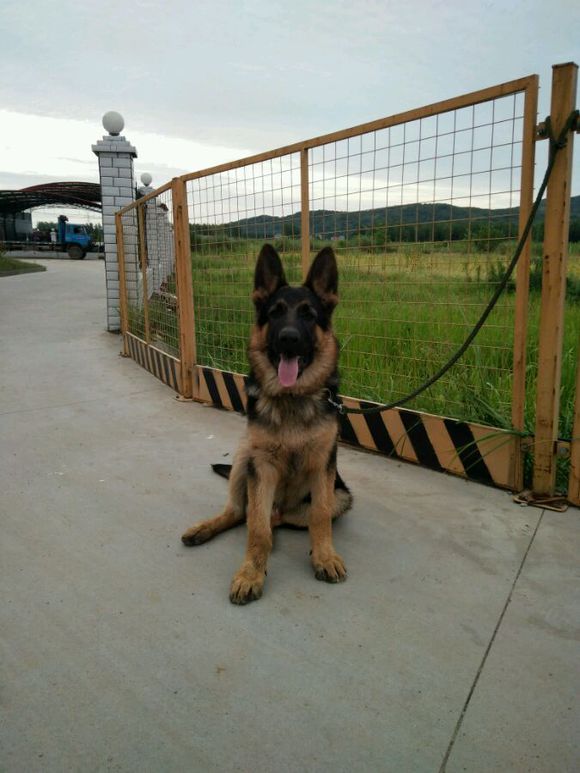 一只德牧从出生到长大的变化,平背短毛德牧幼犬1-12个月变化图