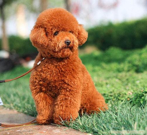 泰迪狗狗的食物禁忌,泰迪狗狗的饮食禁忌