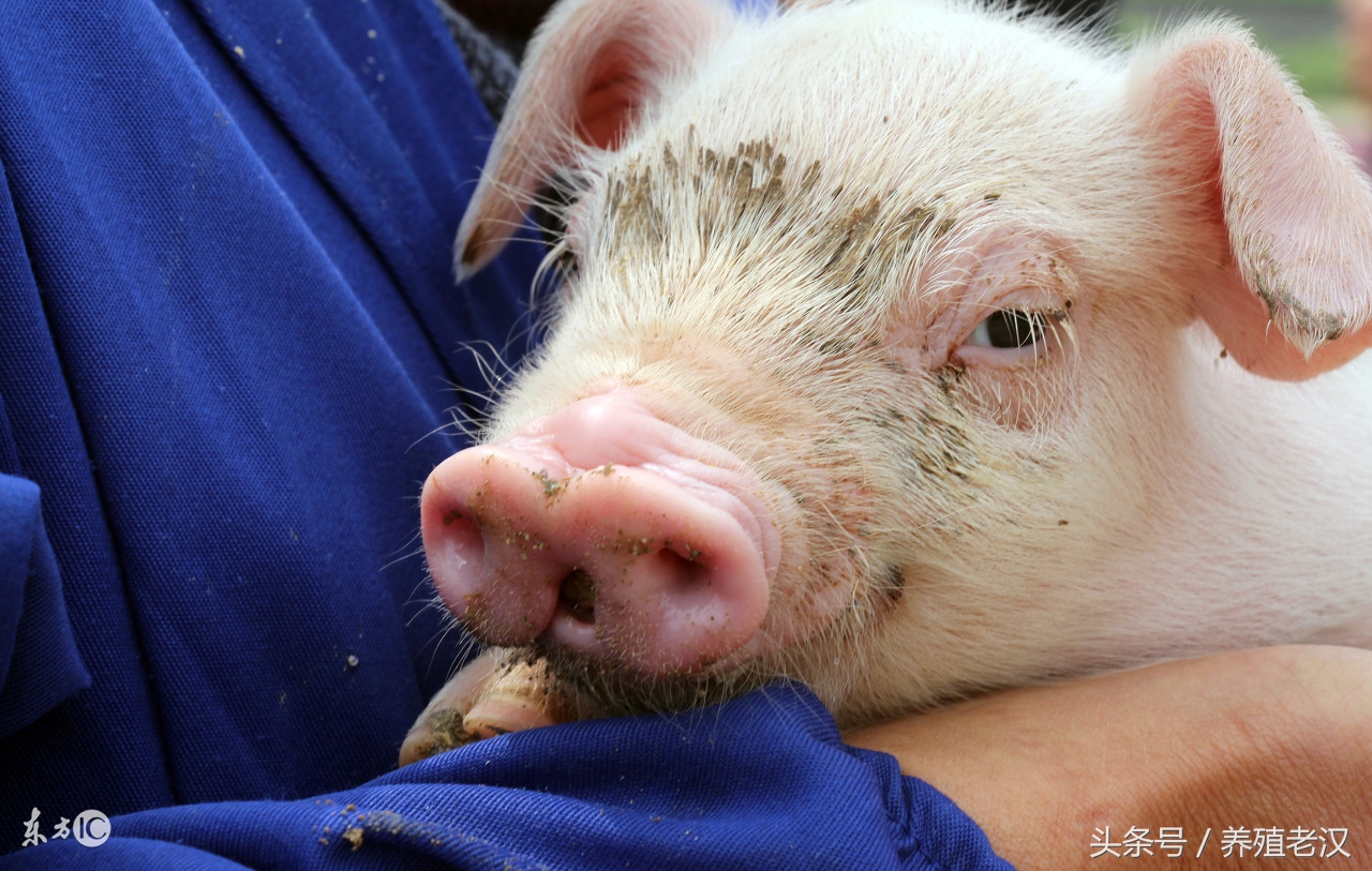 养龟眼肿怎么办,猪眼睛肿怎么快速消肿