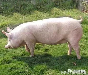 猪跛足是什么原因怎么治疗,猪跛脚用药