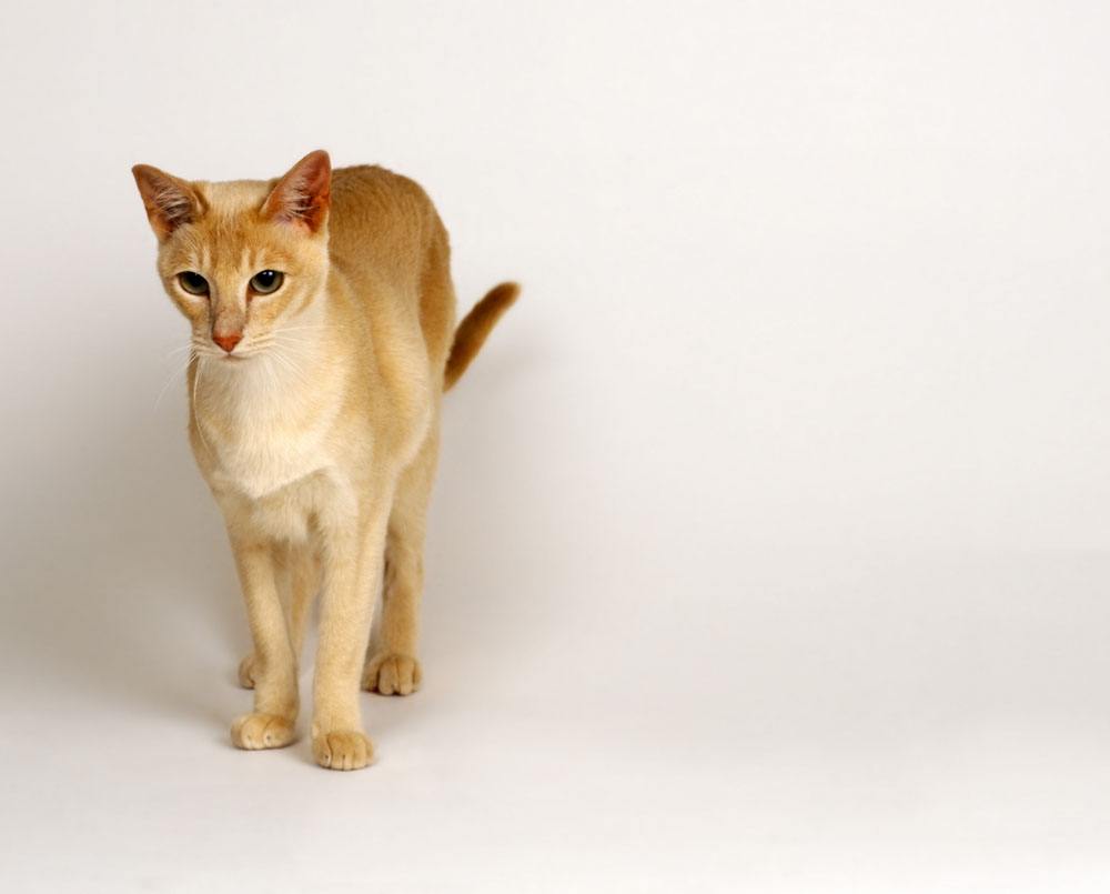 每日一猫暹罗猫,猫界保姆暹罗猫