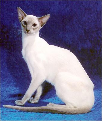 每日一猫暹罗猫,猫界保姆暹罗猫