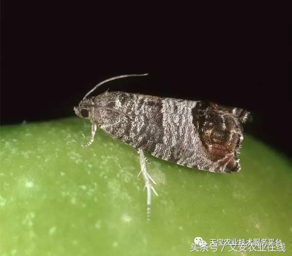 生物杀虫剂十大品牌,十大灭跳蚤最快的杀虫剂